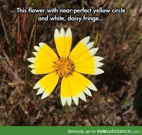 Unique flower pattern