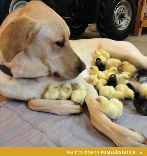 Chick magnet