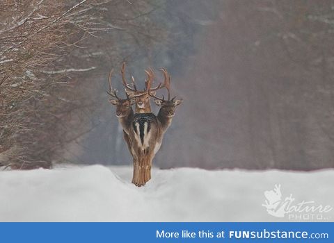 Perfect timing, three-headed stag