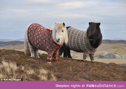 ponies in sweaters, i just can't...