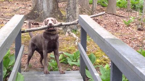 Dog thinks through a problem trying to carry a stick across a bridge