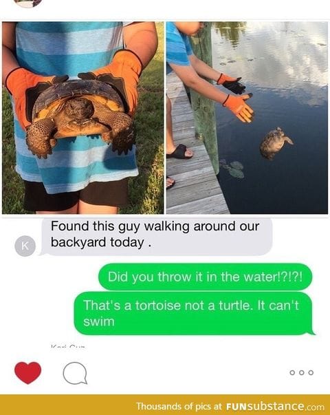 Goodbye tortoise