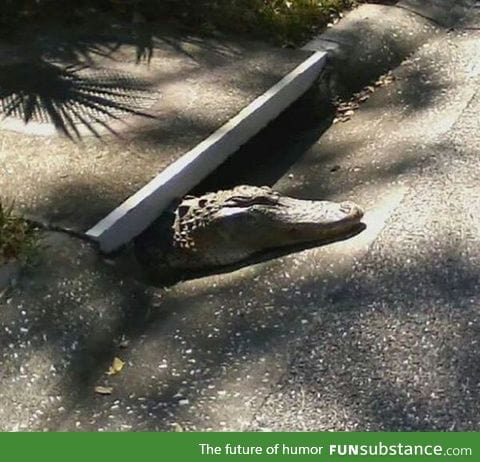 Florida sewer Rat