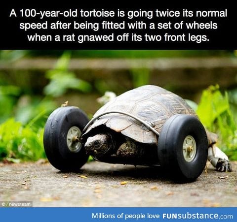 A 100-year-old tortoise is going twice its normal speed