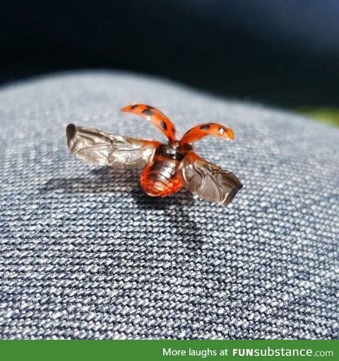 My mate caught a picture of a ladybug before it took flight