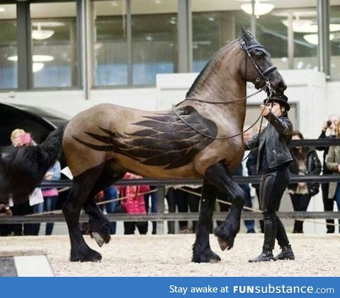 Beautiful clipping design on a horse