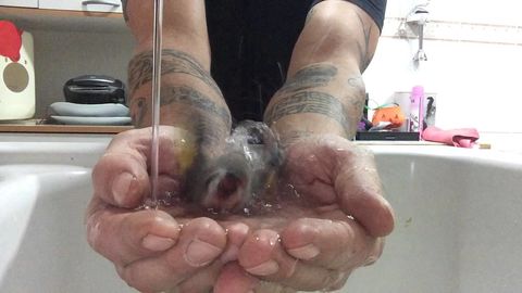 It's so heart warming to watch this bird take a bath in the hands of its owner