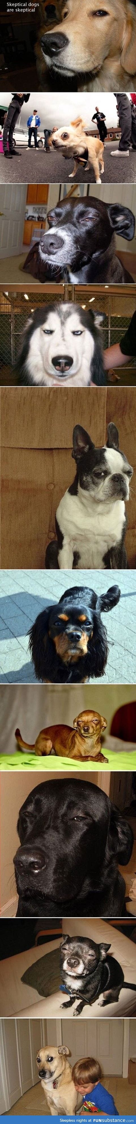 Skeptical dogs are skeptical.