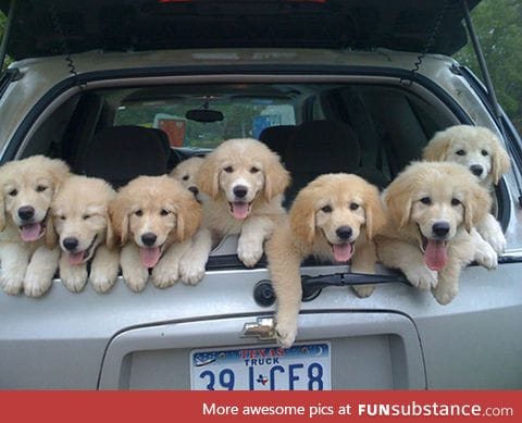 Field Trip!!! (Golden Retriever puppies)