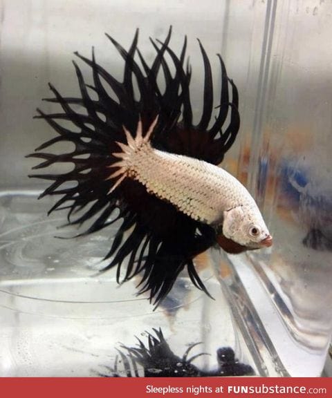 This fish looks like Spawn