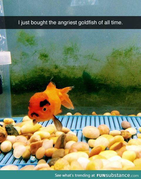 Angry Fishy!