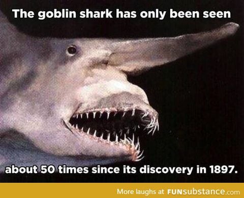Goblin shark is bite of 87