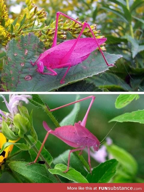 Rare pink grasshopper