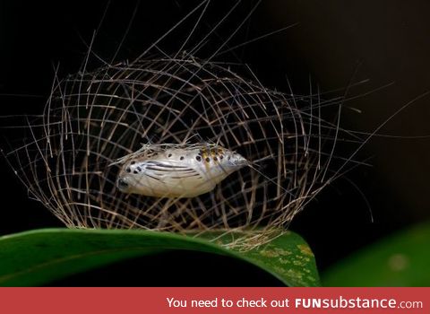 Caterpillar constructs a cage of its own spines for protection during pupation