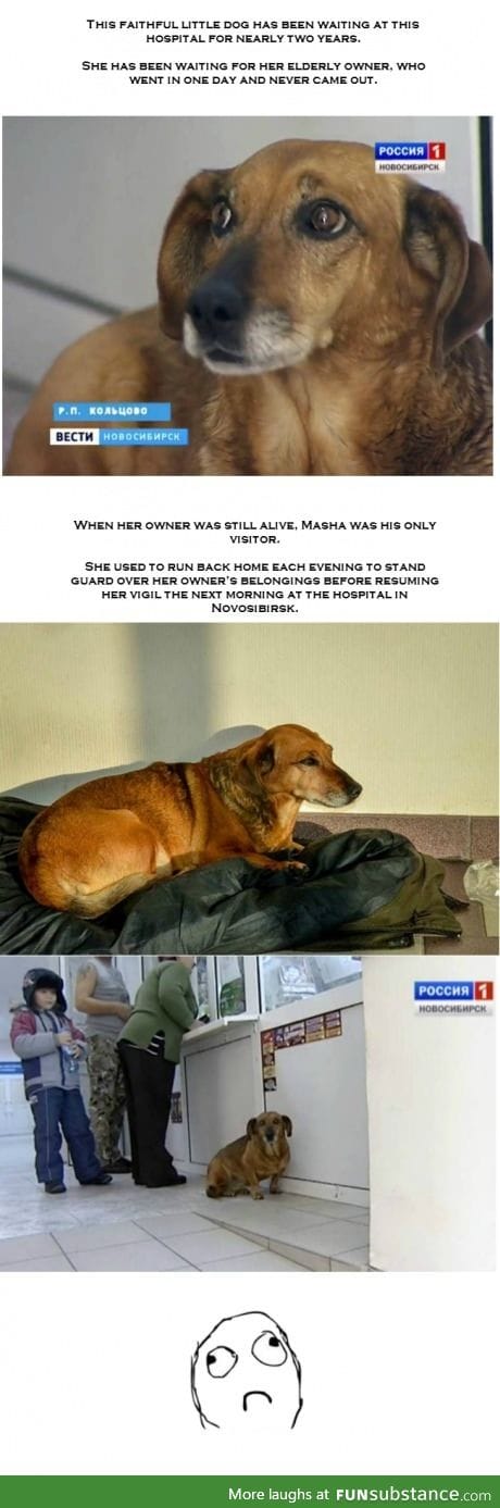Loyal dog is still waiting at hospital where owner died two years ago