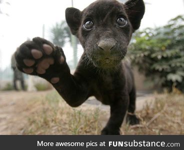 Day 206 of your daily dose of cute: High five???... Please