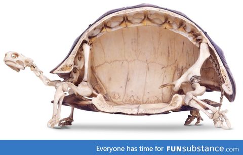 Tortoises have the weirdest looking skeletons