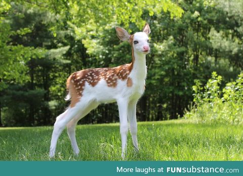 Rare White-Faced Baby Deer