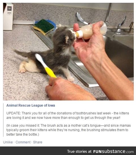 Here's why humane shelters ask for donated toothbrushes
