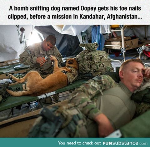 Dogs in the army