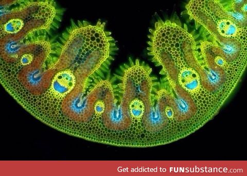 Grass under a microscope