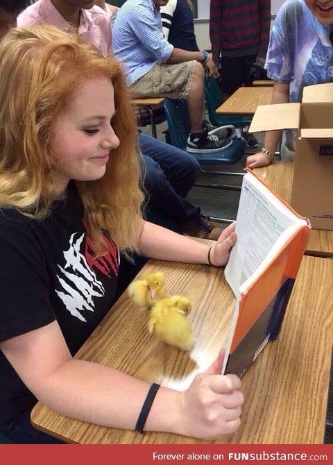 When your teacher thinks you're studying, but you're actually playing with ducks