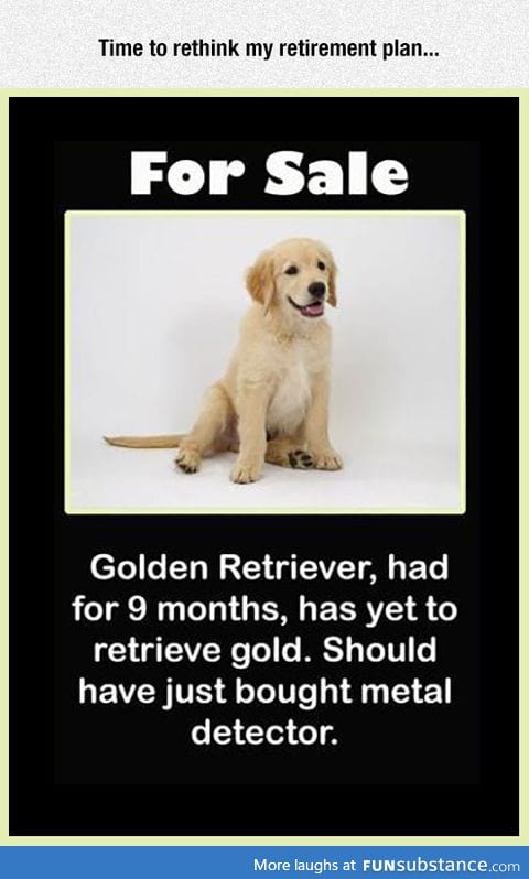 Golden retriever for sale