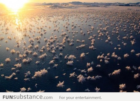 Ocean 'Frost Flowers'