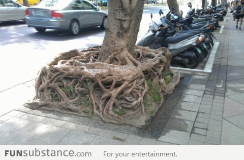 Root Cube