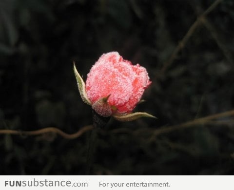 A rose in the backyard after the first night with frost