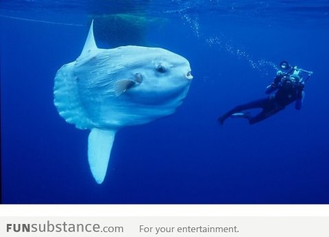 The Sunfish: A huge fish head with fins