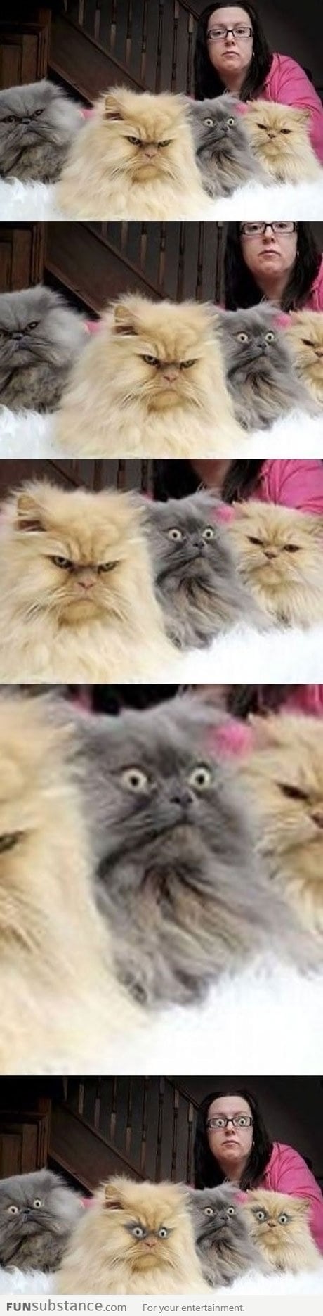 What kitty has seen, cannot be unseen