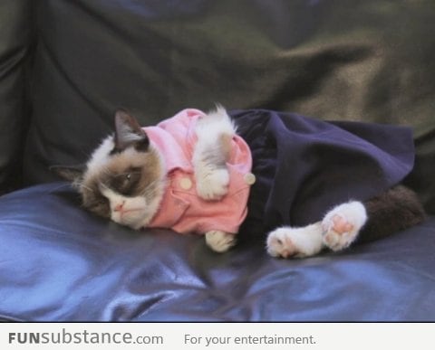 Grumpy Cat hates getting dressed up