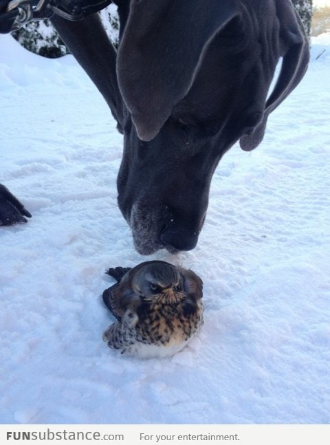 My dog met an Angry Bird today