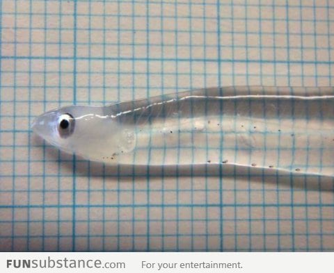 This fish is almost totally transparent!