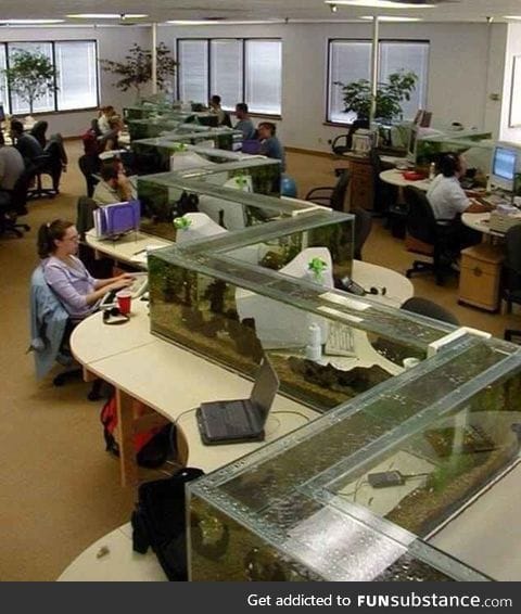 Fish tank dividers