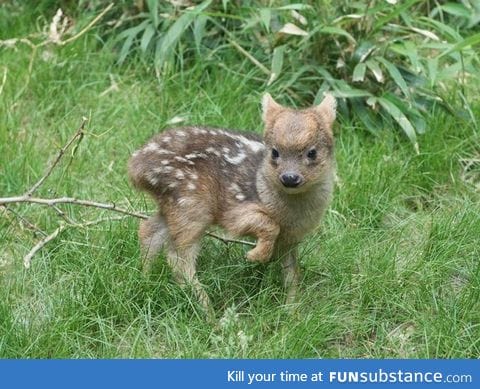 Day 212 of your daily dose of cute: Look at this little dear(ish thing)....