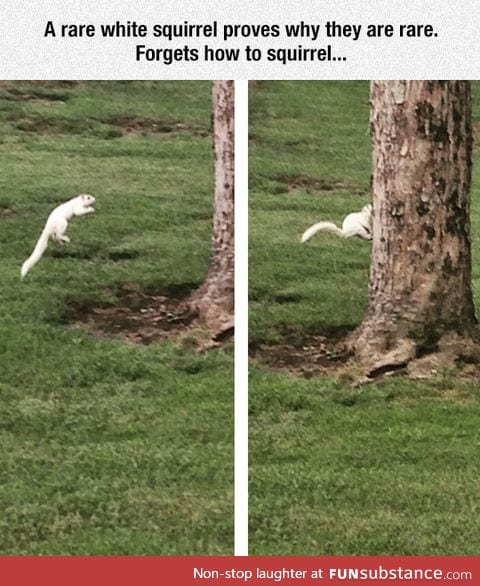 Apparently White Squirrels Can't Jump