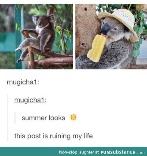 Koala knows what's best