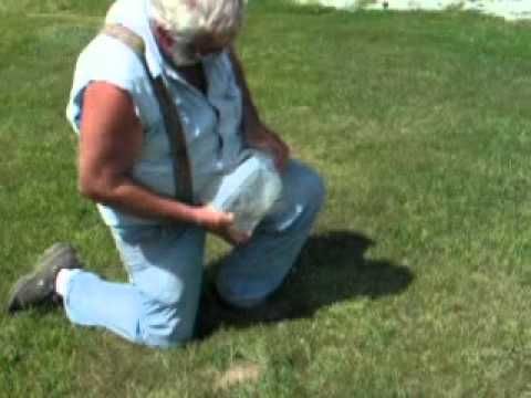 Have a gopher problem? A gallon milk jug full of water should do the trick