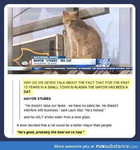 I want a cat for president.