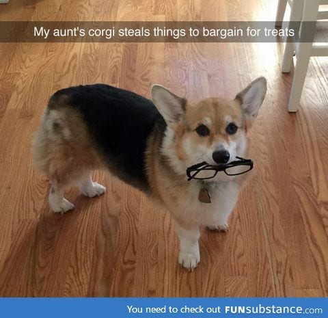 You win this time corgi