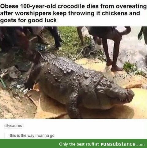 Obese 100 year old crocodile.