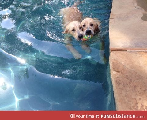 These two brothers refuse to retrieve toys in the pool individually