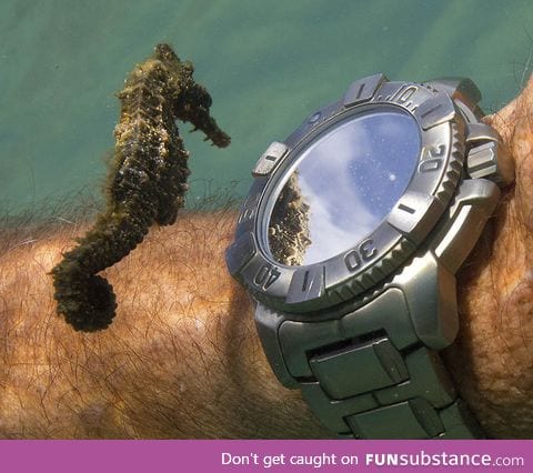 Seahorse Inspects a Diver’s Watch