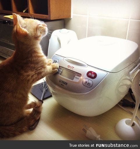 A cat enjoying steam coming from a rice cooker