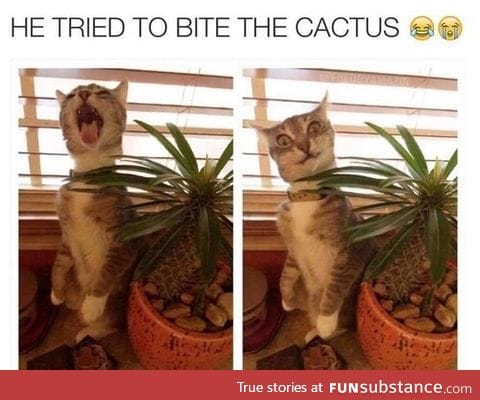 Cats and plants don't get along very well apparently