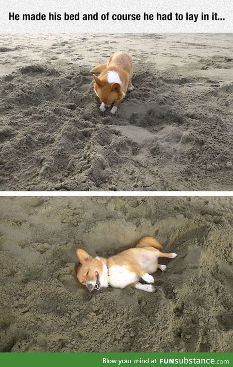Just another day in the life of a corgi