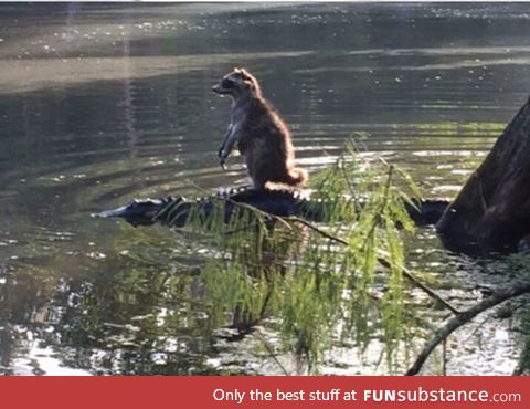 Raccoon rides an alligator. What a world