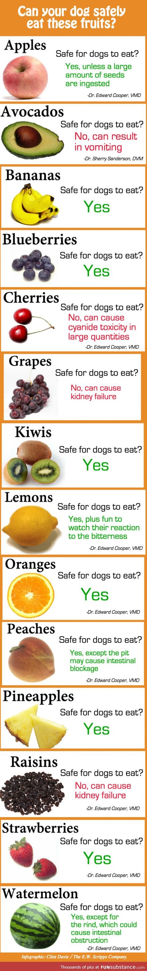 Which fruits can a dog eat?